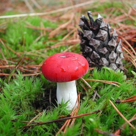 The Sickener (Russula emetica)- Identification