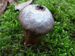 Lycoperdon perlactum or Common Puff Balls, This very common…