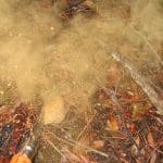 mushroom spores in the common puffball