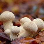 Lycoperdon perlactum or Common Puff Balls, This very common…