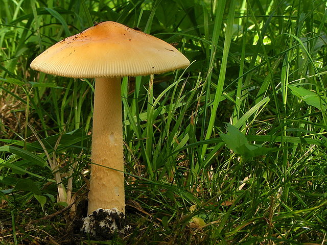 Orange Grisette Amanita Crocea Identification 