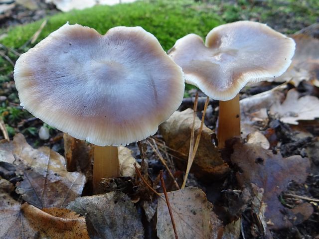 Buttercaps (Rhodocollybia butyracea) Identification