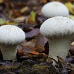 Lycoperdon perlactum or Common Puff Balls, This very common…