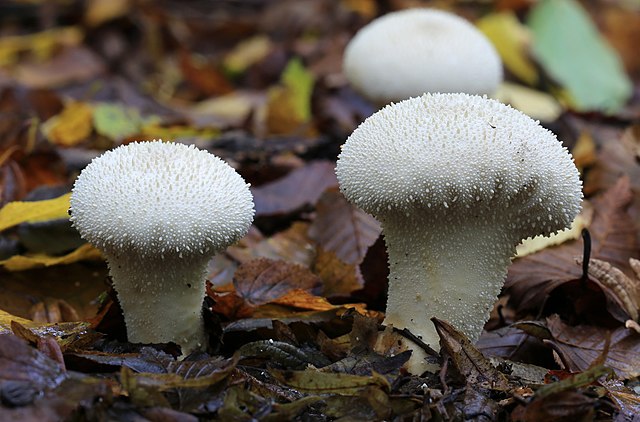 Identifying Puffball Mushrooms 