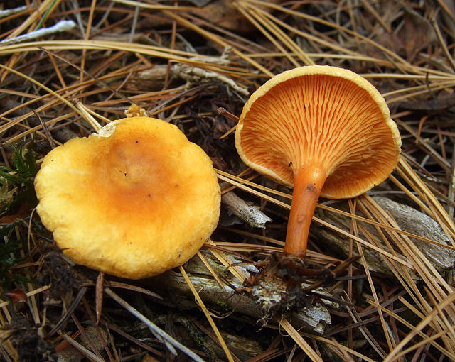 False Chanterelle (Hygrophoropsis Aurantiaca) Identification