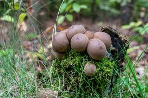 Pear-Shaped Puffball  Missouri Department of Conservation