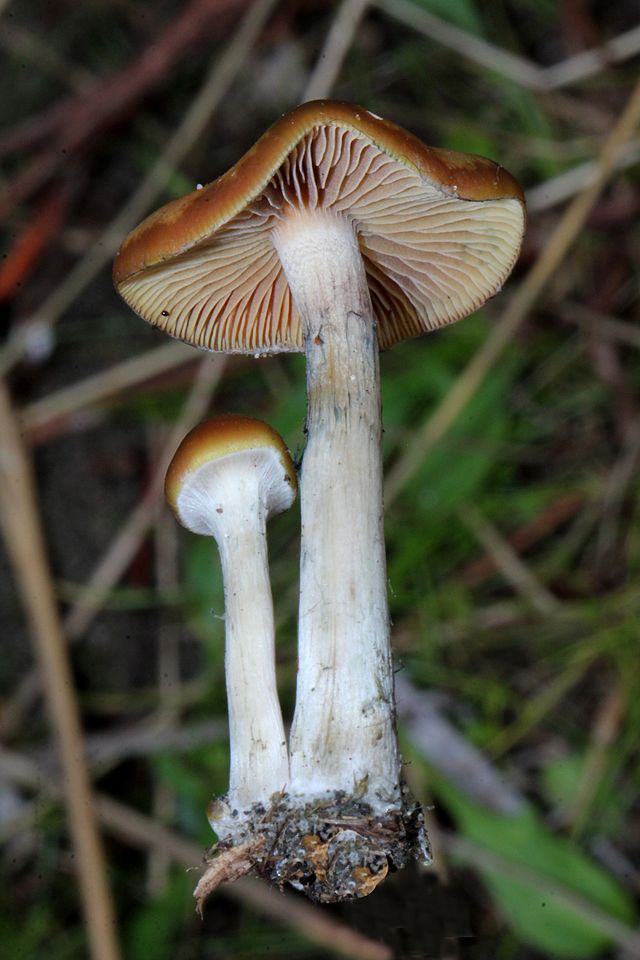 Wavy Caps / Blueleg Brownies (Psilocybe Cyanescens) Identification
