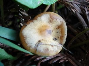 psilocybe semilanceata poisonous look alikes