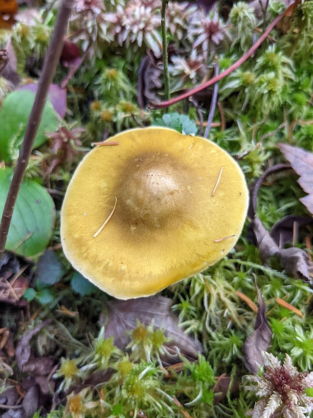The Yellow Knight (Tricholoma Equestre) Identification