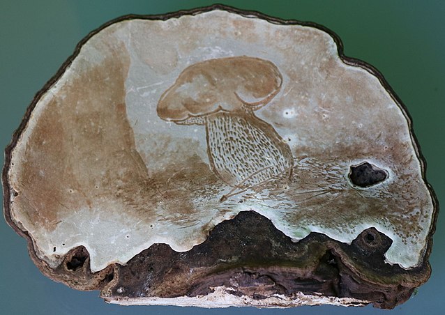Artist Bracket (Ganoderma Applanatum) Identification