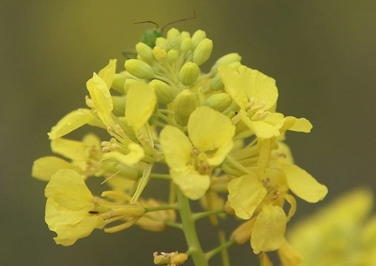 Black Mustard (Brassica nigra) Identification