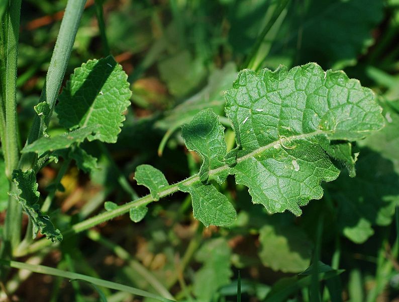 Wild Mustard (Brassica and Sinapis species) Identification Guide