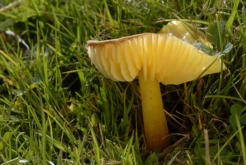 Golden waxcap (Hygrocybe chlorophana) - Identification