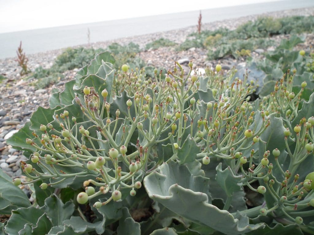 Sea Kale (Crambe maritima) Identification