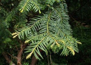 yew shrub leaves