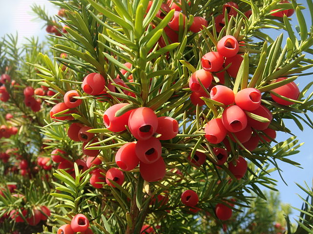 english yew tree