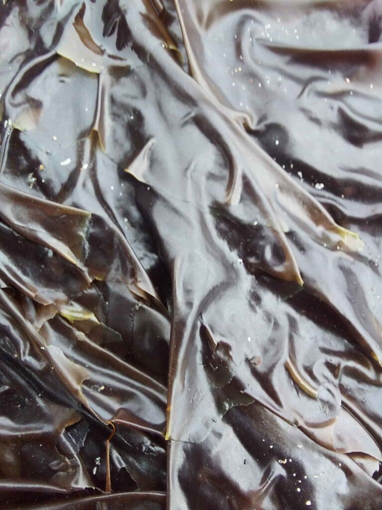 Wild Laver Laver Seaweed (Porphyra spp) Identification