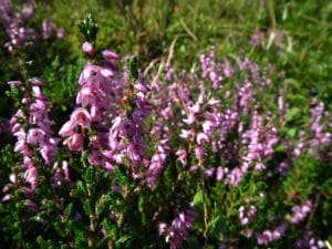 Bunch of purple scotch heather (Calluna vulgaris, erica, ling