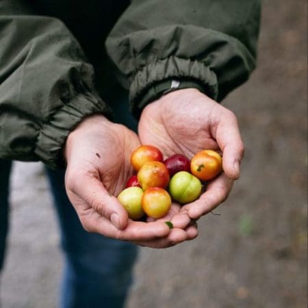 Ticket: Introduction To Foraging - Cheshire 2022/06/03 - 2022/06/03