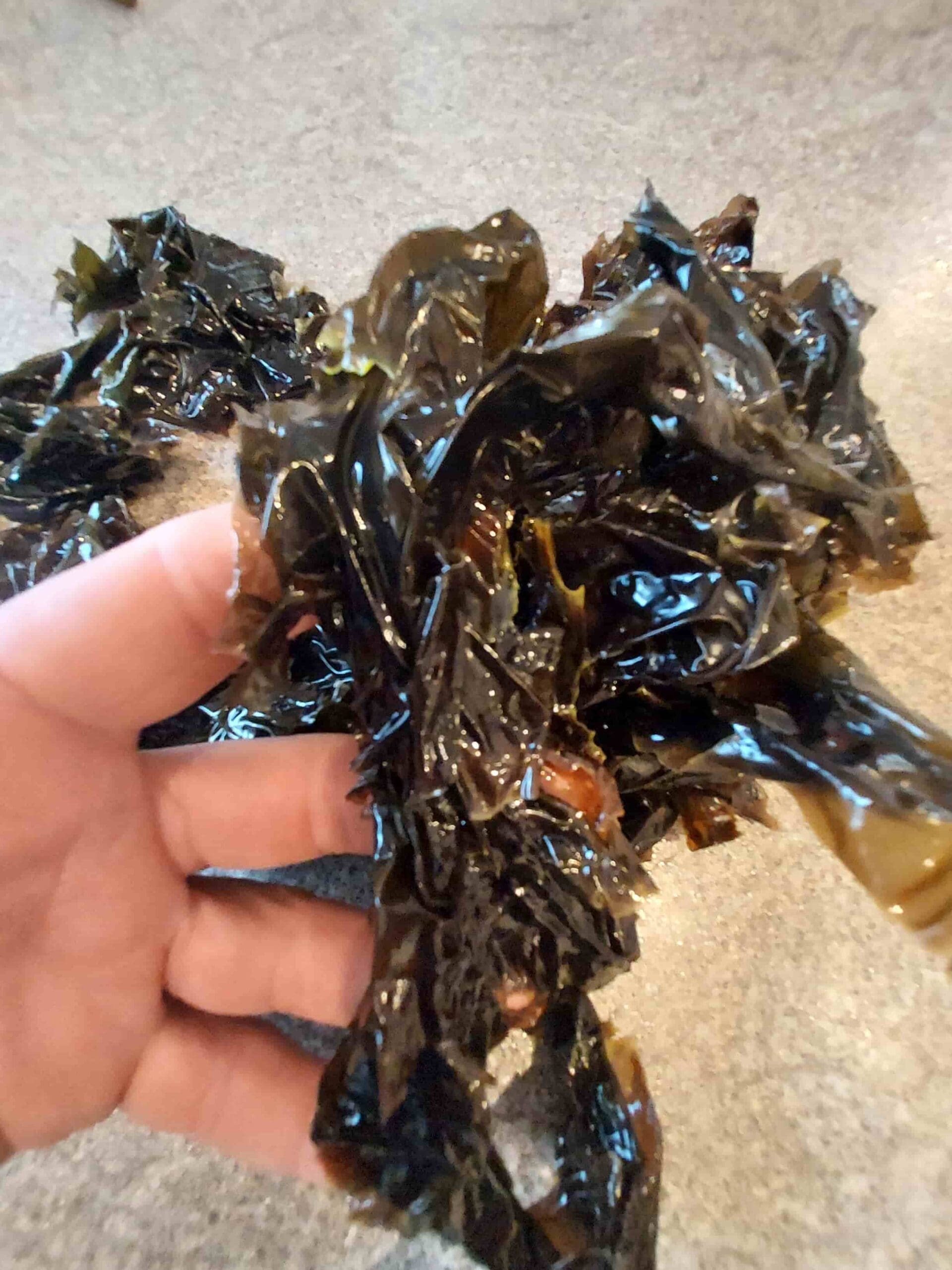 Wild Laver Laver Seaweed (Porphyra spp) Identification