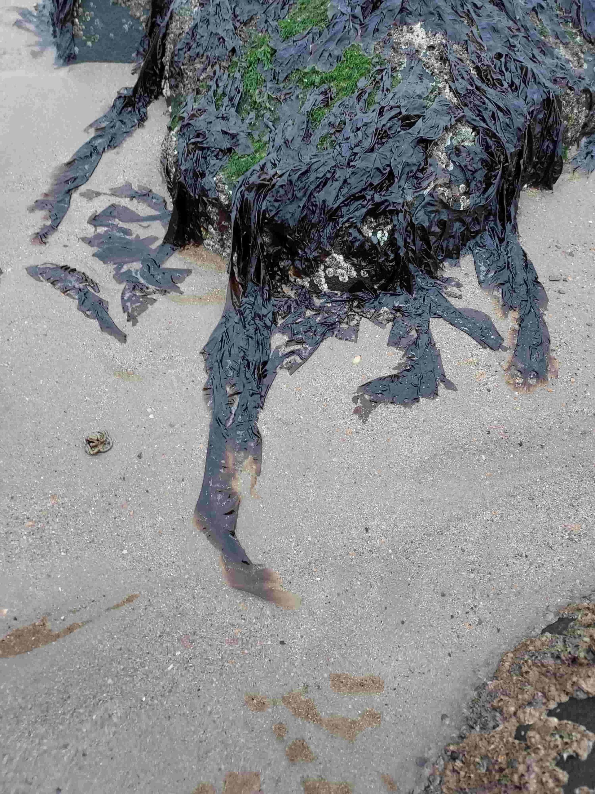 Laver Algae Laver Seaweed (Porphyra spp) Identification