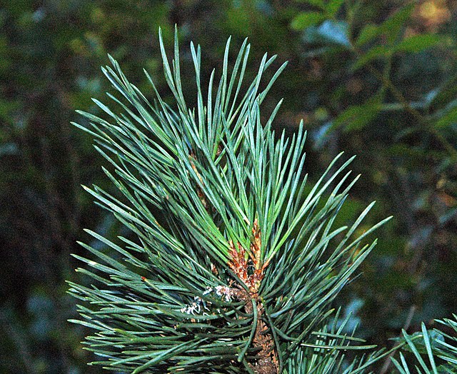 How to tell the difference between Douglas Fir, Spruce and Pine Trees