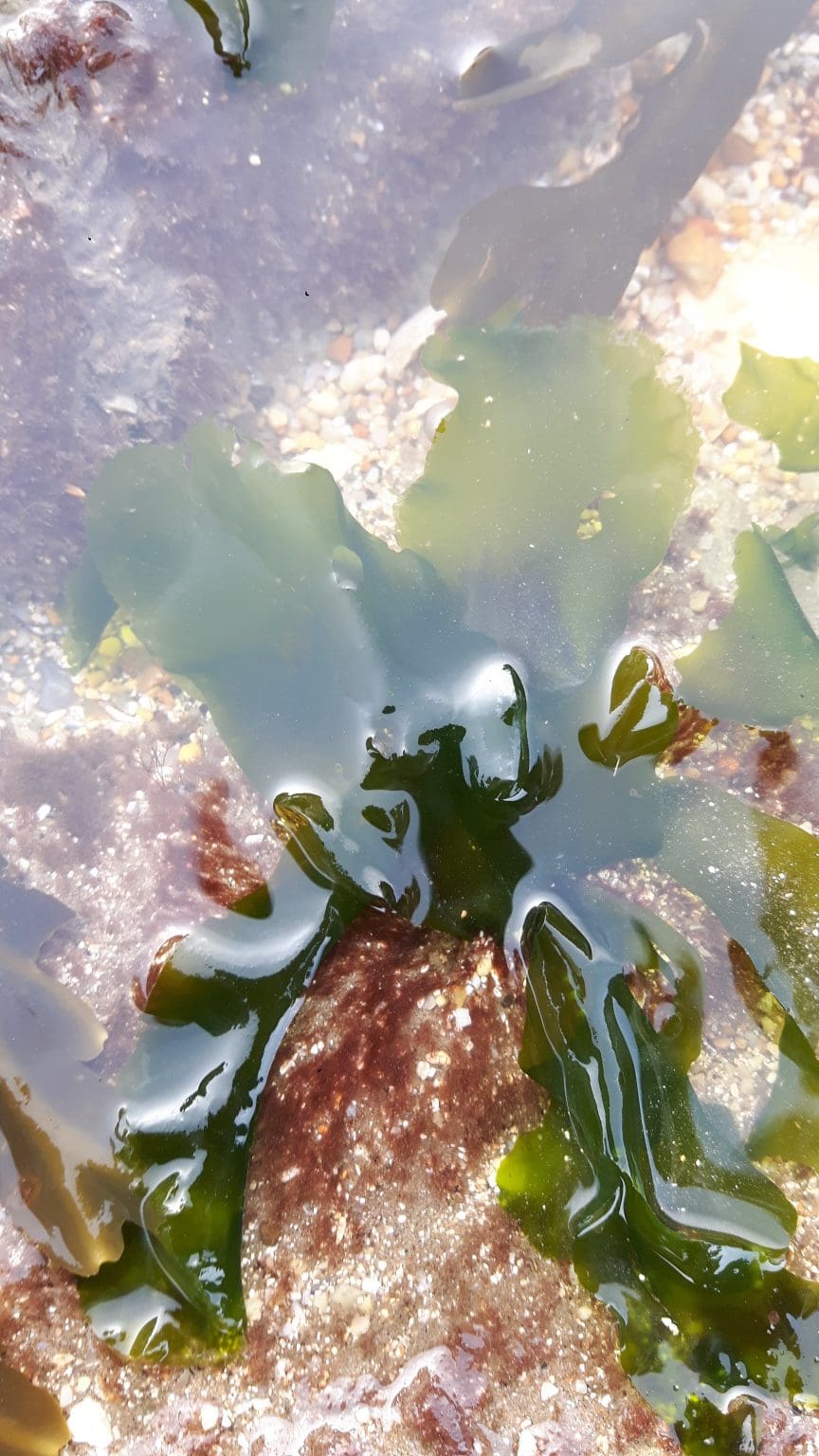 Sea Lettuce Seaweed (Ulva lactuca) Identification