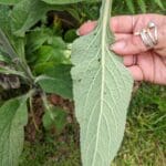 foxgloves back of leaf