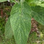 foxgloves front of leaf