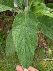 foxgloves front of leaf