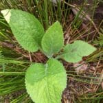 foxgloves leaves together