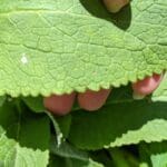 foxgloves serrated leaf edge