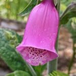 foxgloves single bell flower