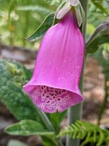 foxgloves single bell flower