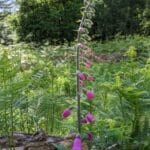 foxgloves standing flowers