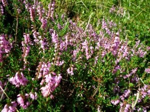 Pink Heather Flower Border (calluna Vulgaris, Erica, Ling) On