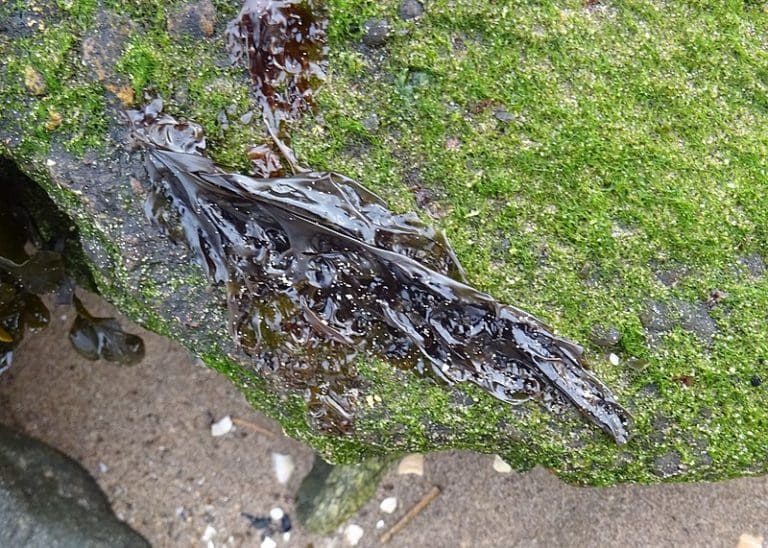 Laver Algae Laver Seaweed (Porphyra spp) Identification