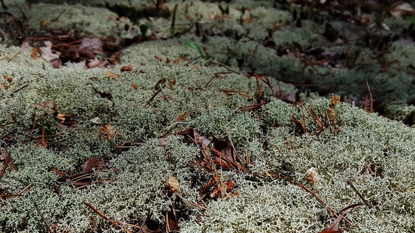 Reindeer Moss (Cladonia rangiferina) Identification