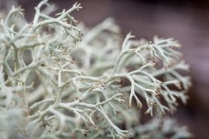 Reindeer Moss (Cladonia rangiferina) Identification 