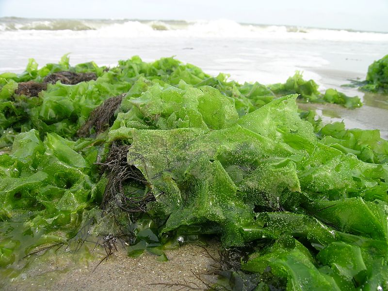 Sea Lettuce Seaweed (Ulva lactuca) Identification