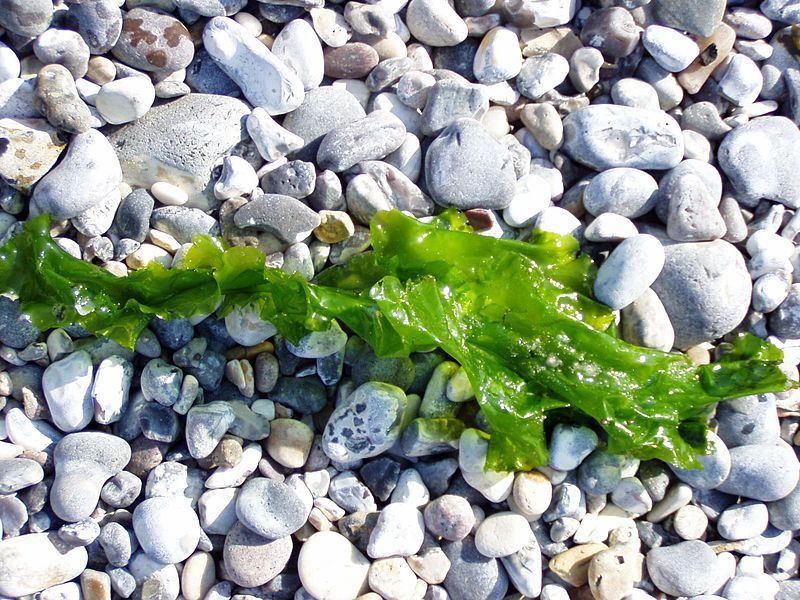 Sea Lettuce Seaweed (Ulva lactuca) Identification