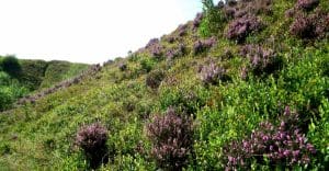 Heap Of Pink Heather Flower (calluna Vulgaris, Erica, Ling) On