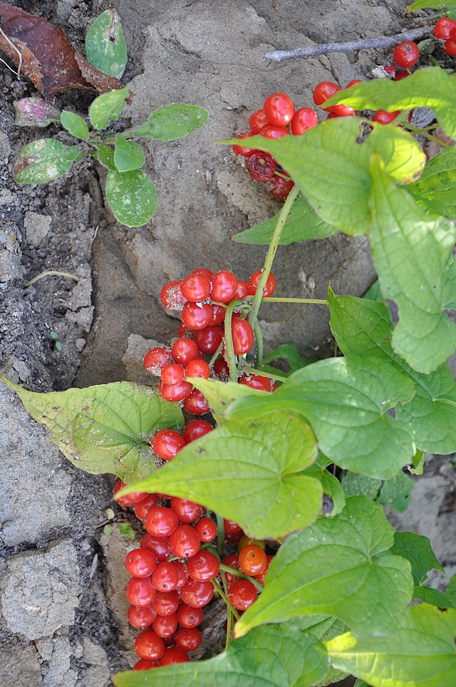 5 of the most toxic berries found in the UK