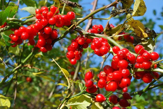 Black Bryony (Dioscorea communis) Identification Guide