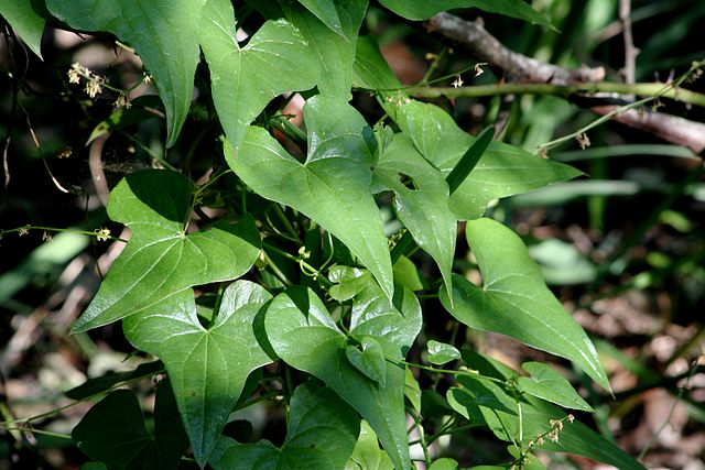 Black Bryony (Dioscorea communis) Identification Guide