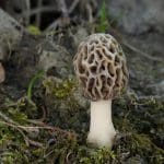 Foraging for Morels Mushrooms