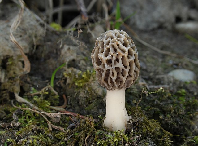 Foraging for Morels Mushrooms