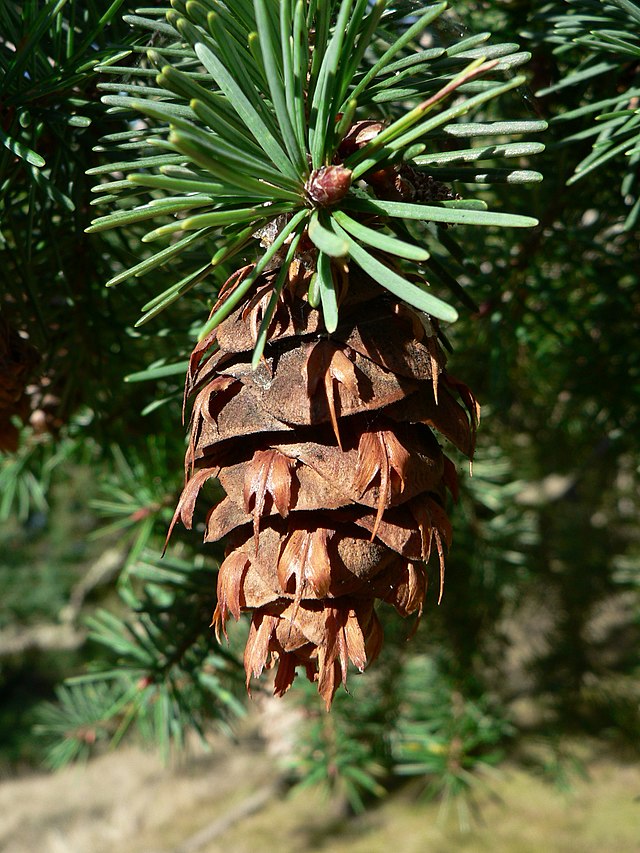 Douglas Fir (Pseudotsuga menziesii) Identification Guide