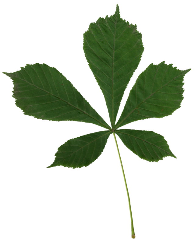 Horse Chestnut (Aesculus hippocastanum) Identification
