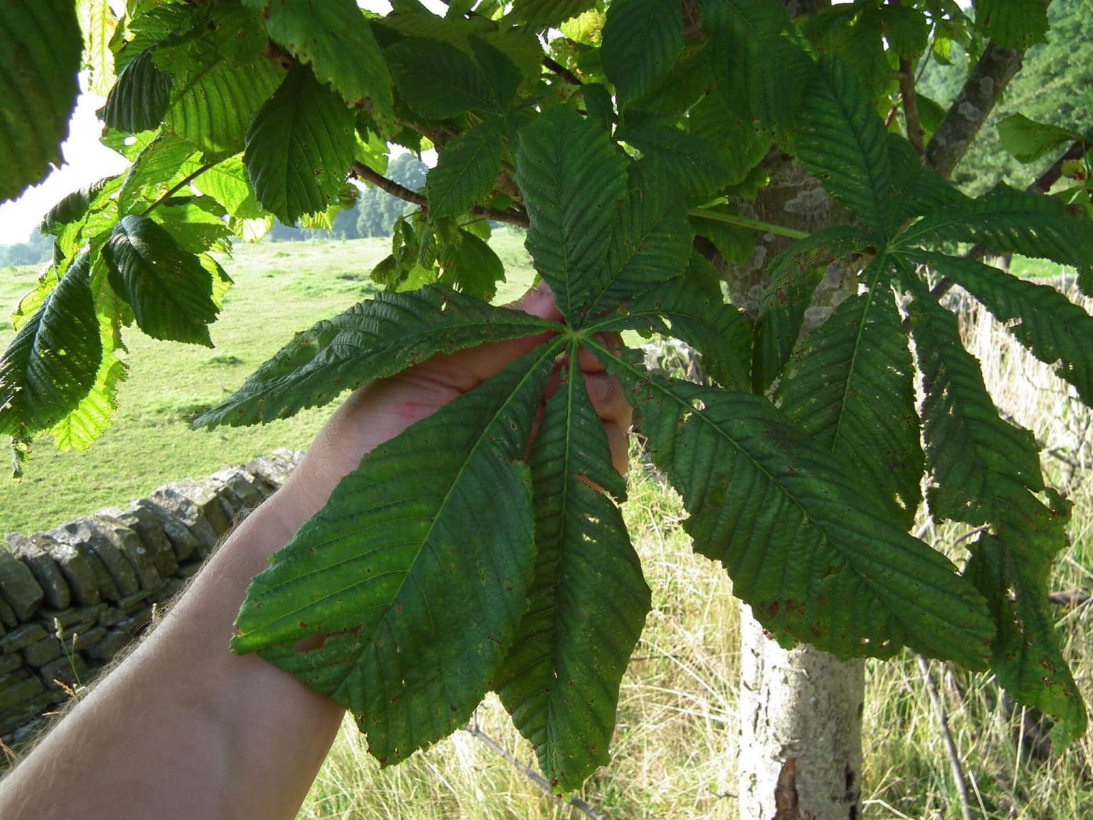 Horse Chestnut Soap Recipe